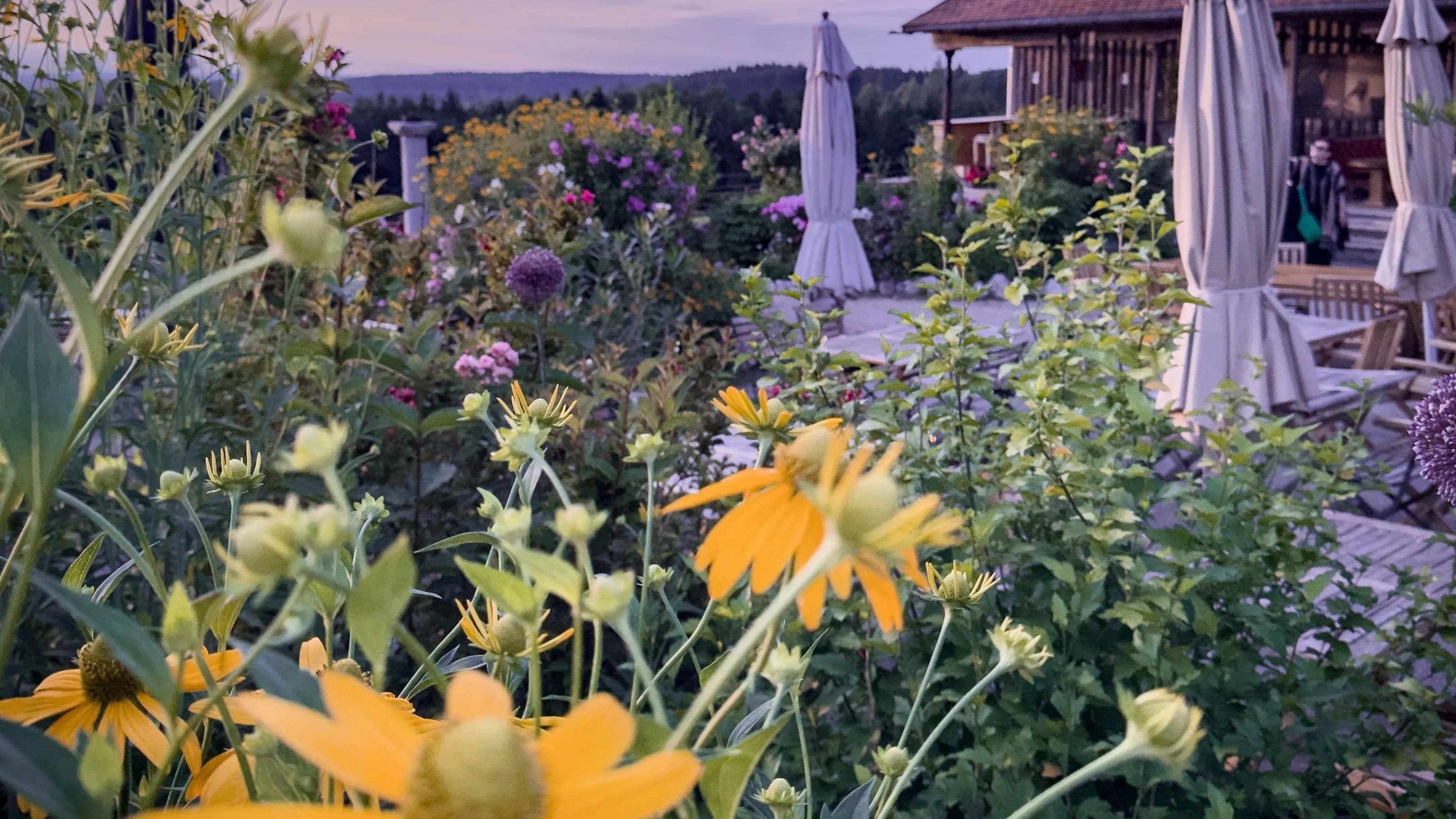 Immling Blumen Sonnenhut